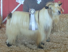 Bells Goats Patch